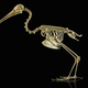 Illustration for article titled Some museums have flesh-eating beetles on staff to clean off skeletons